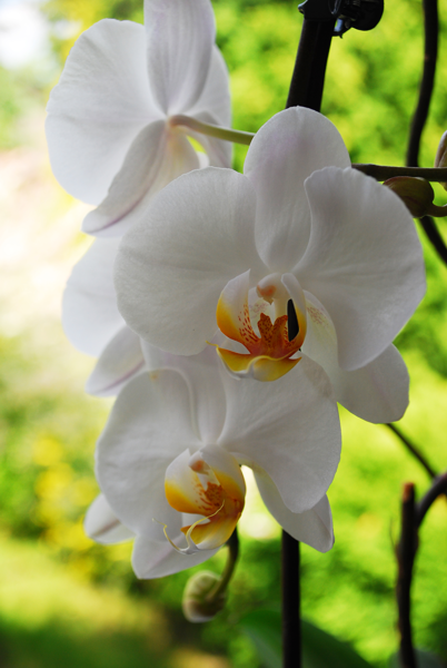 orchideja1