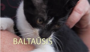 baltausis